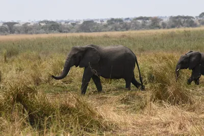 DSC_3617 (Large).JPG